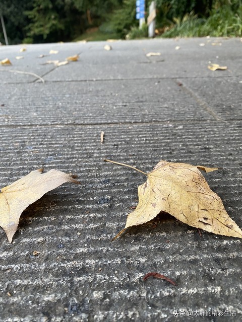 秋天与冬天的邂逅,秋天和奶茶更配