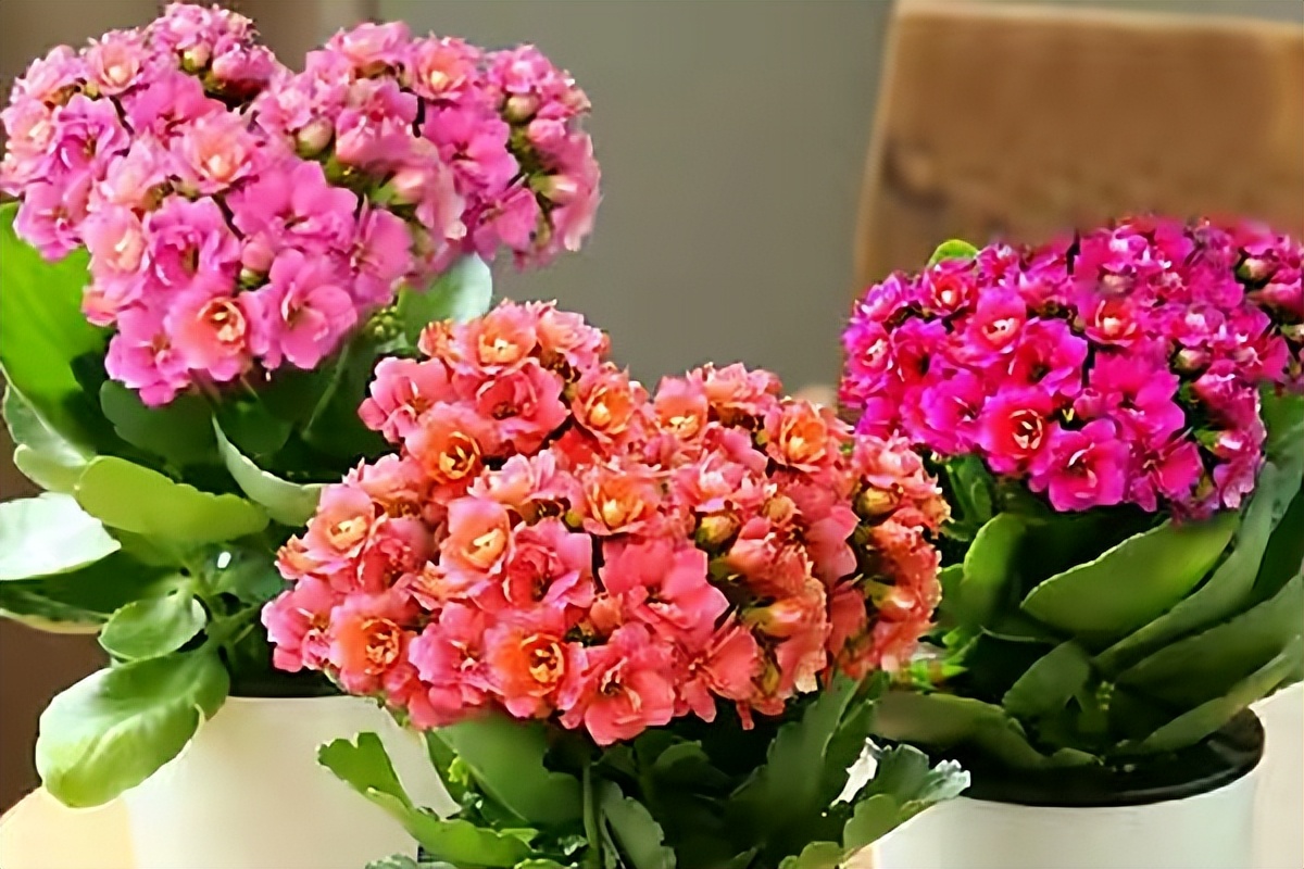 专为懒人养的5种花开花不断,4种不用花钱买的盆栽