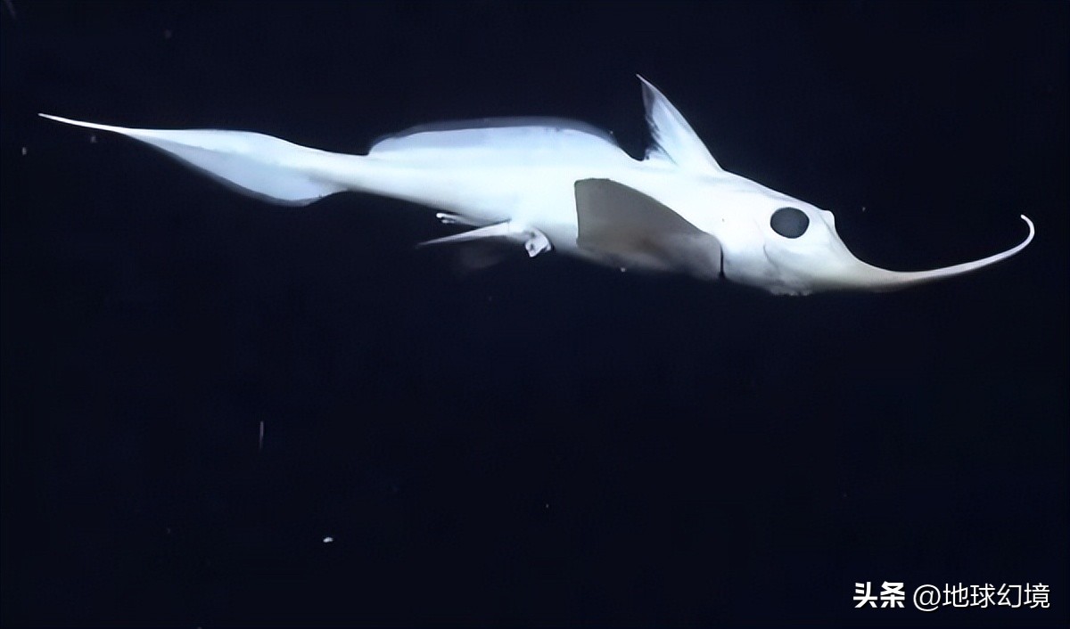 20张珍稀罕见动物照片,16张罕见的动物照