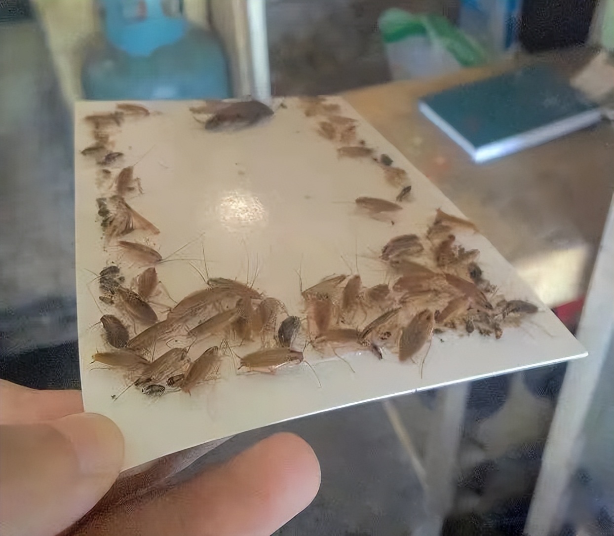 家里有蟑螂怎么处理用什么药,发现蟑螂正确的处理方法