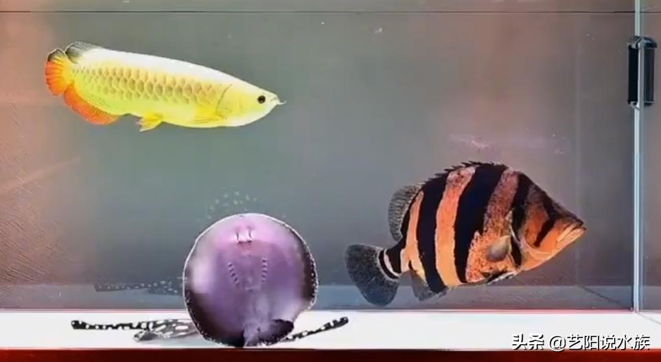 龙鱼与虎鱼打架,龙鱼和虎鱼打架怎么办视频