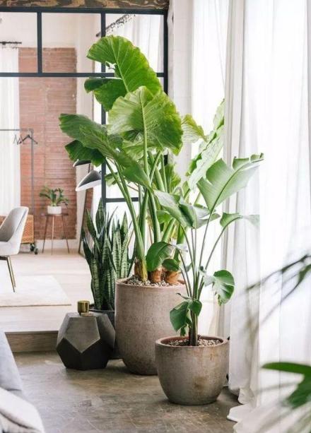 卧室养什么绿植能产生负氧离子,家里放多少绿植负氧离子多