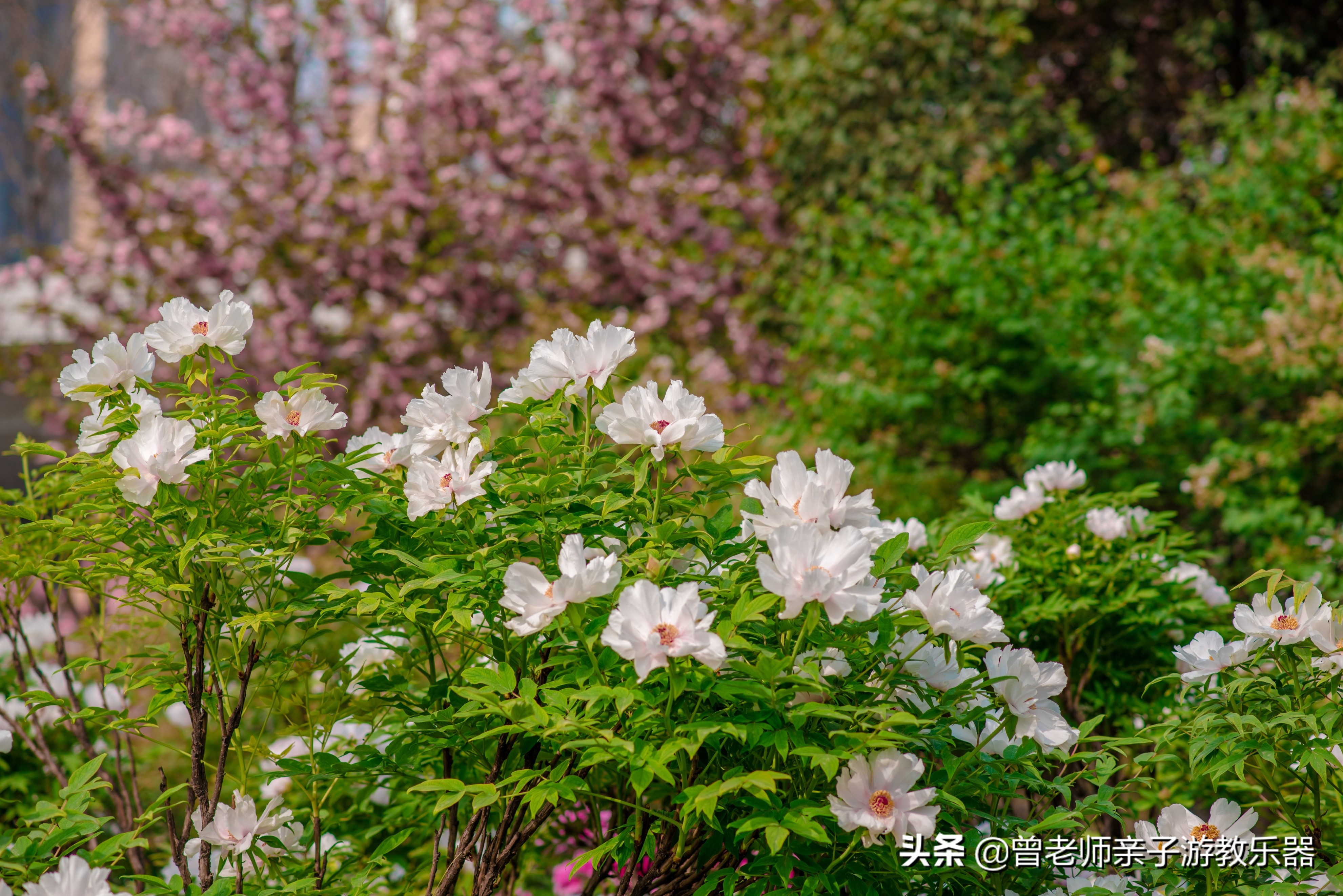 2022西安遛娃一日游的绝佳去处,2022年春节西安遛娃去哪玩最合适