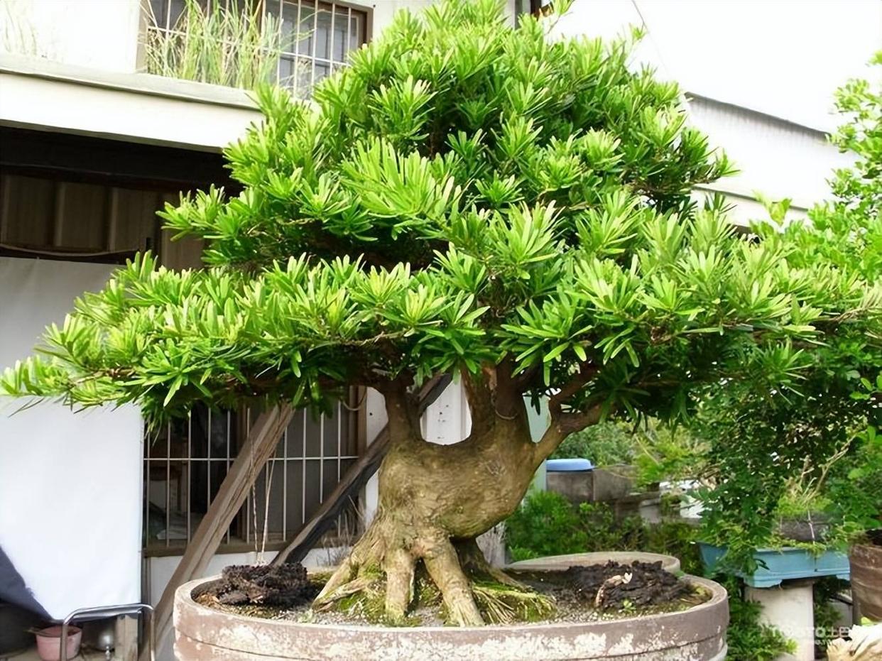 哪些适合家里种植寓意好的植物,最好的风水植物花