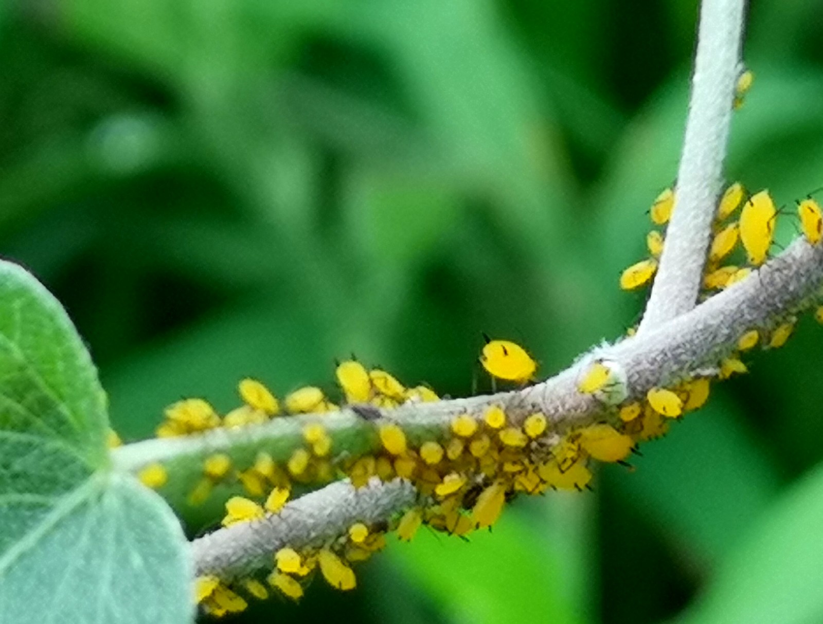 杀虫效果持久的农药,杀虫好的药物