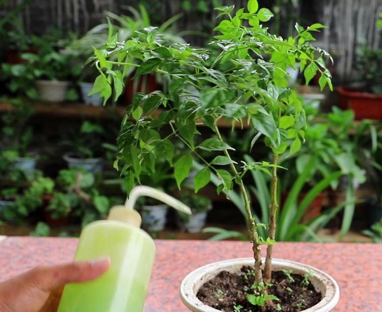 富贵树怎样才能更旺盛,富贵树怎么养才能旺盛