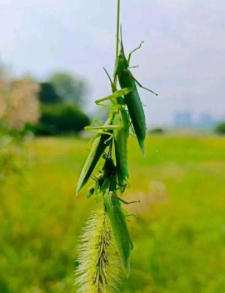 卖芹菜罚六万后续,卖芹菜罚款6万6监管回应