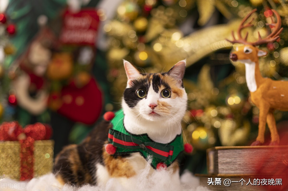 三花猫是什么品种的猫,中国名猫的品种你知道多少