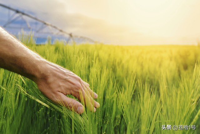 土地农业补贴,农村种地补贴问题