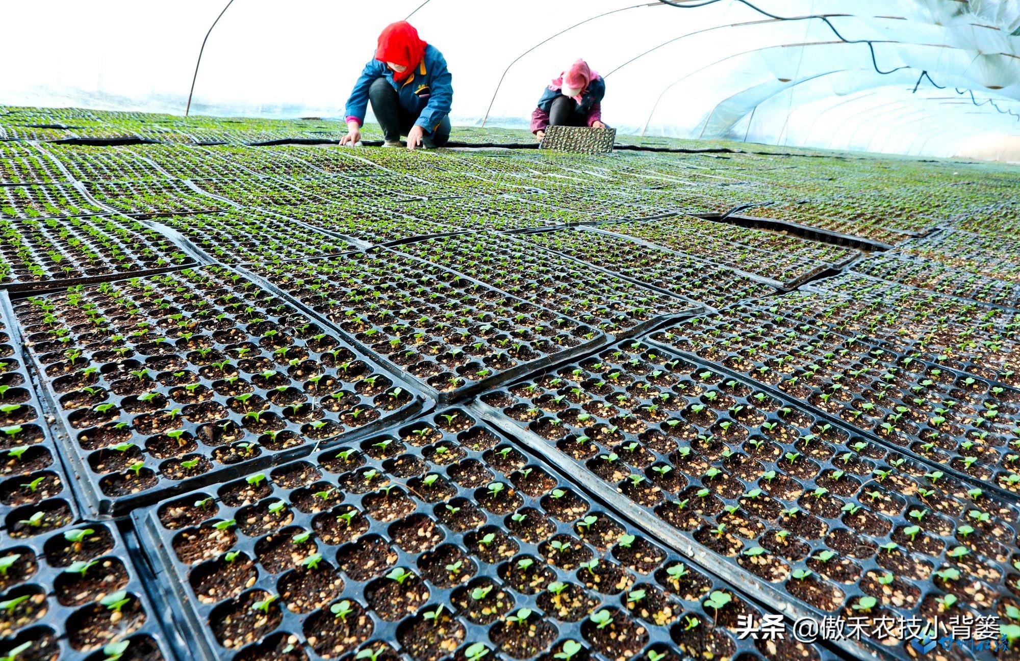 蔬菜瓜果苗种植技术,西瓜育苗如何才能让它更健壮