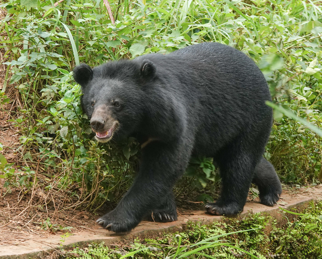 野外遇到熊该装死还是爬树呢,农民山中被熊咬腿没想到熊会爬树