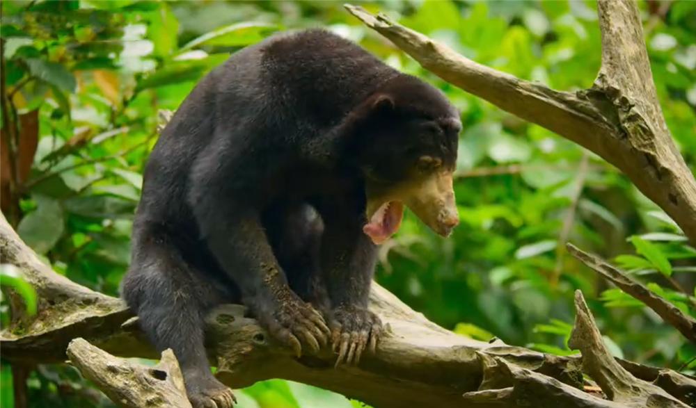 熊出没挖蜂蜜,熊出没之熊二掏蜂蜜