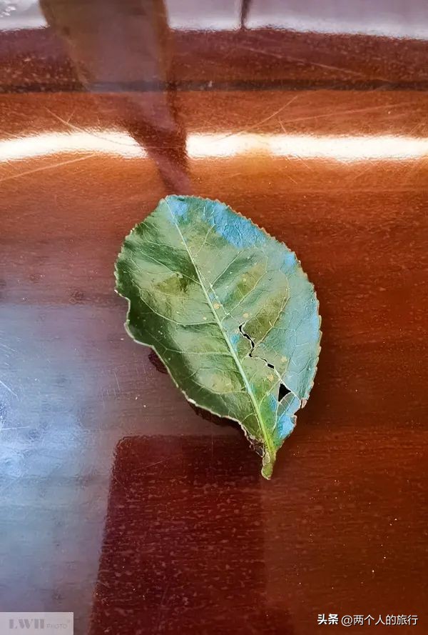 从普洱茶到古树茶的感悟,好喝普洱咖啡