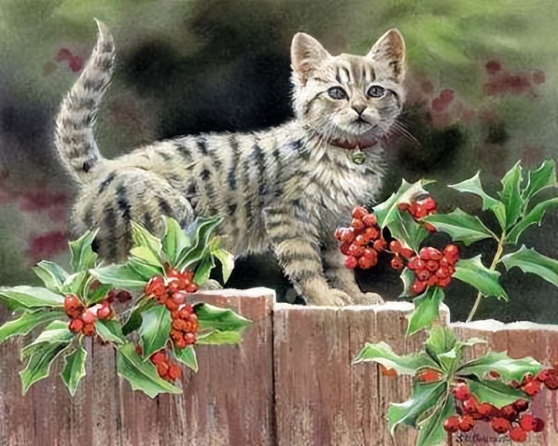 铲屎官养猫咪如何注意卫生,猫咪铲屎官的居家养猫和防护心得