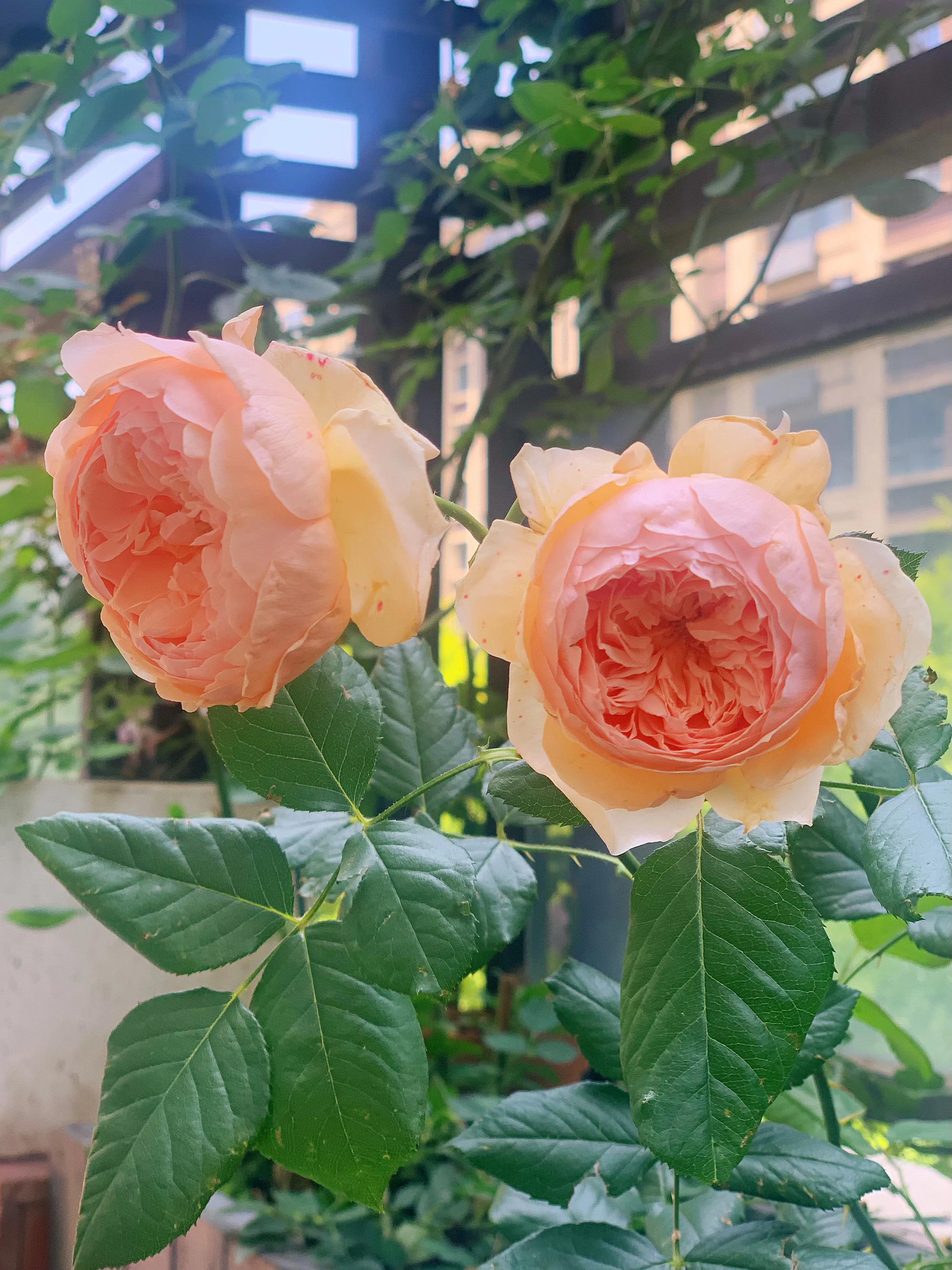 花期长又香的月季花园,花期超长又好养的经典月季