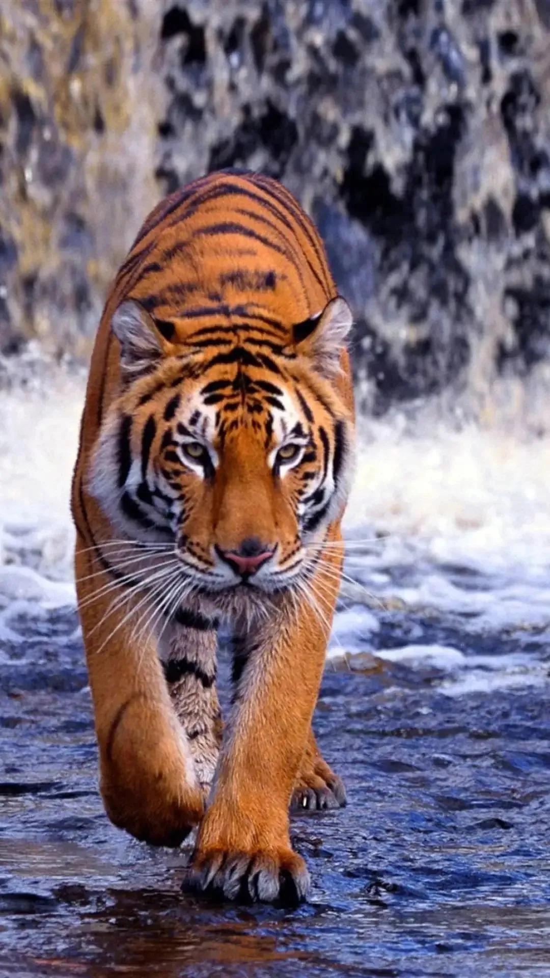 戏说老虎图文杂汇