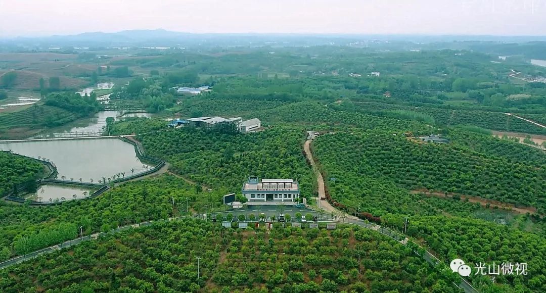 光山县司马光油茶园,河南光山司马光油茶园