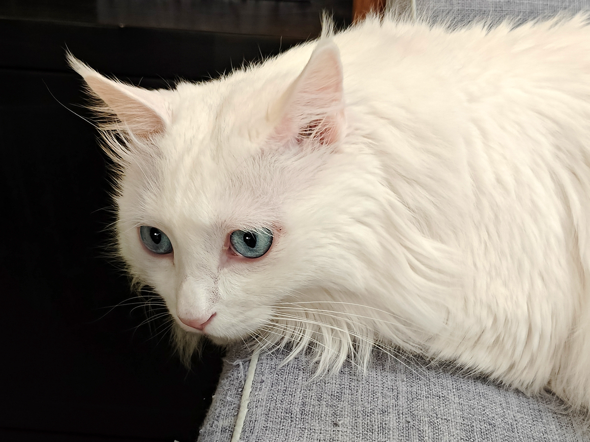 现在两千左右值得入手的iqoo手机,两千五以内最值得入手的iqoo手机