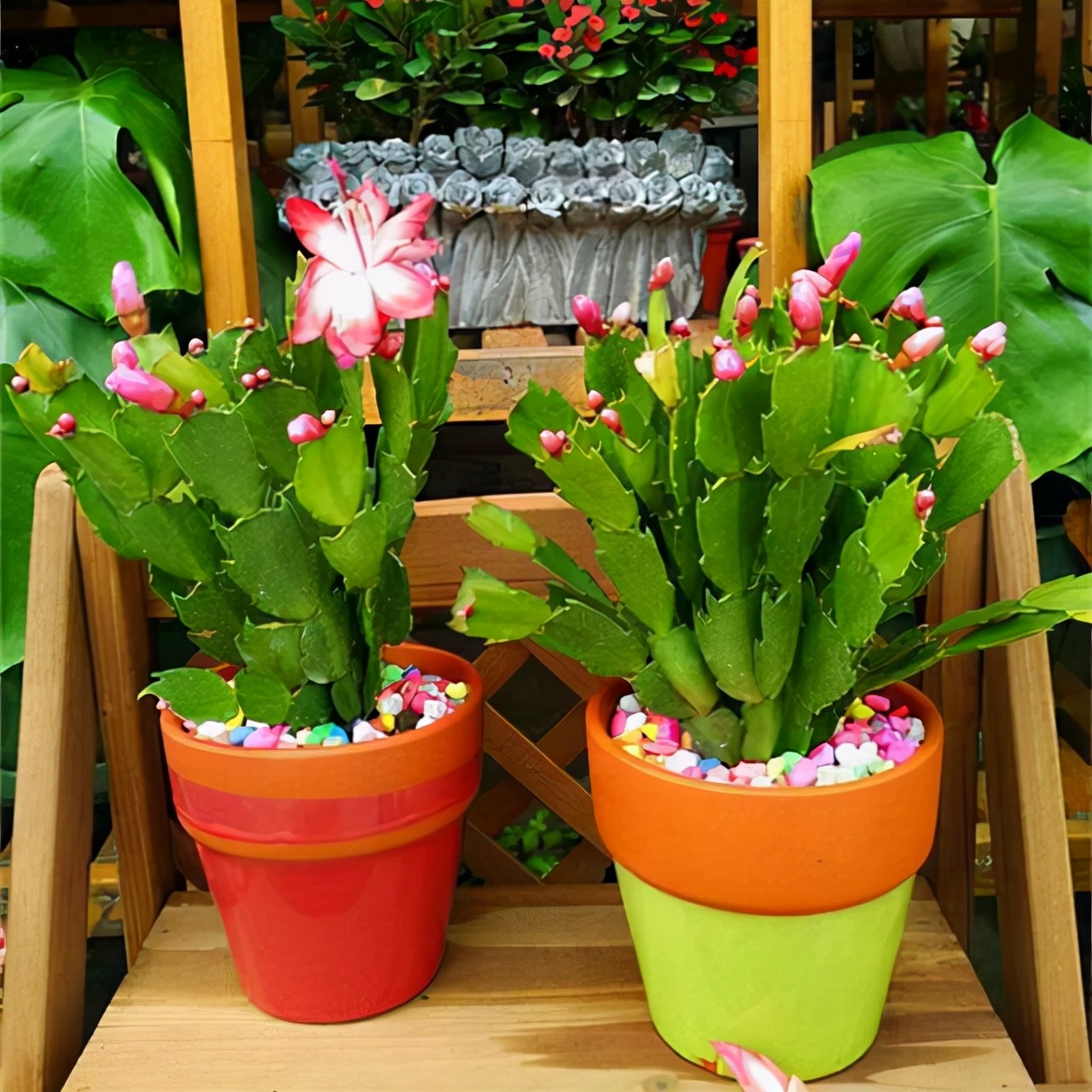 教你扦插大法扦插什么植物都能活,扦插小技巧栽培小妙招