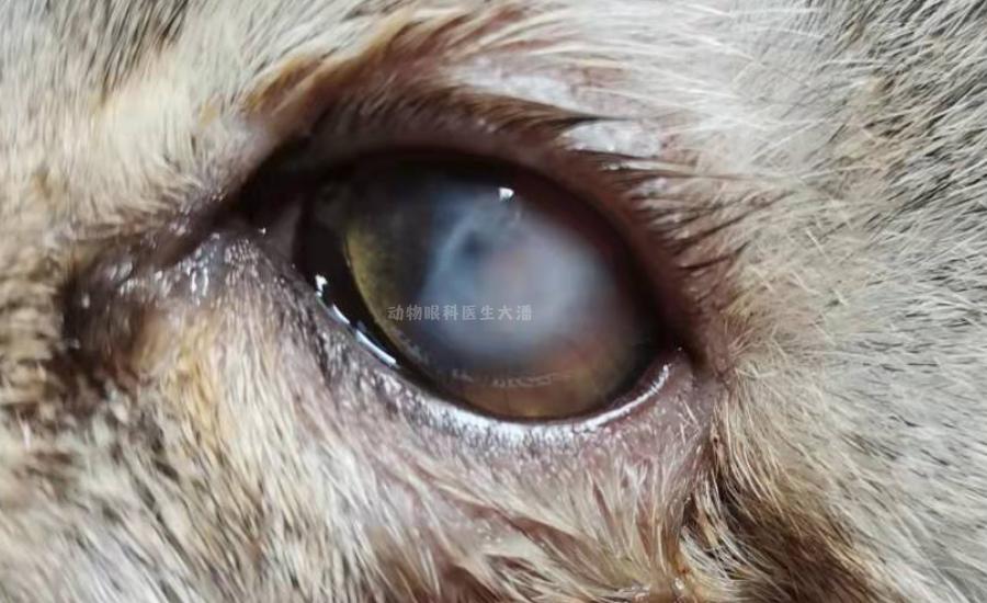 猫眼球溃疡穿孔症状,猫眼球穿孔怎么治疗