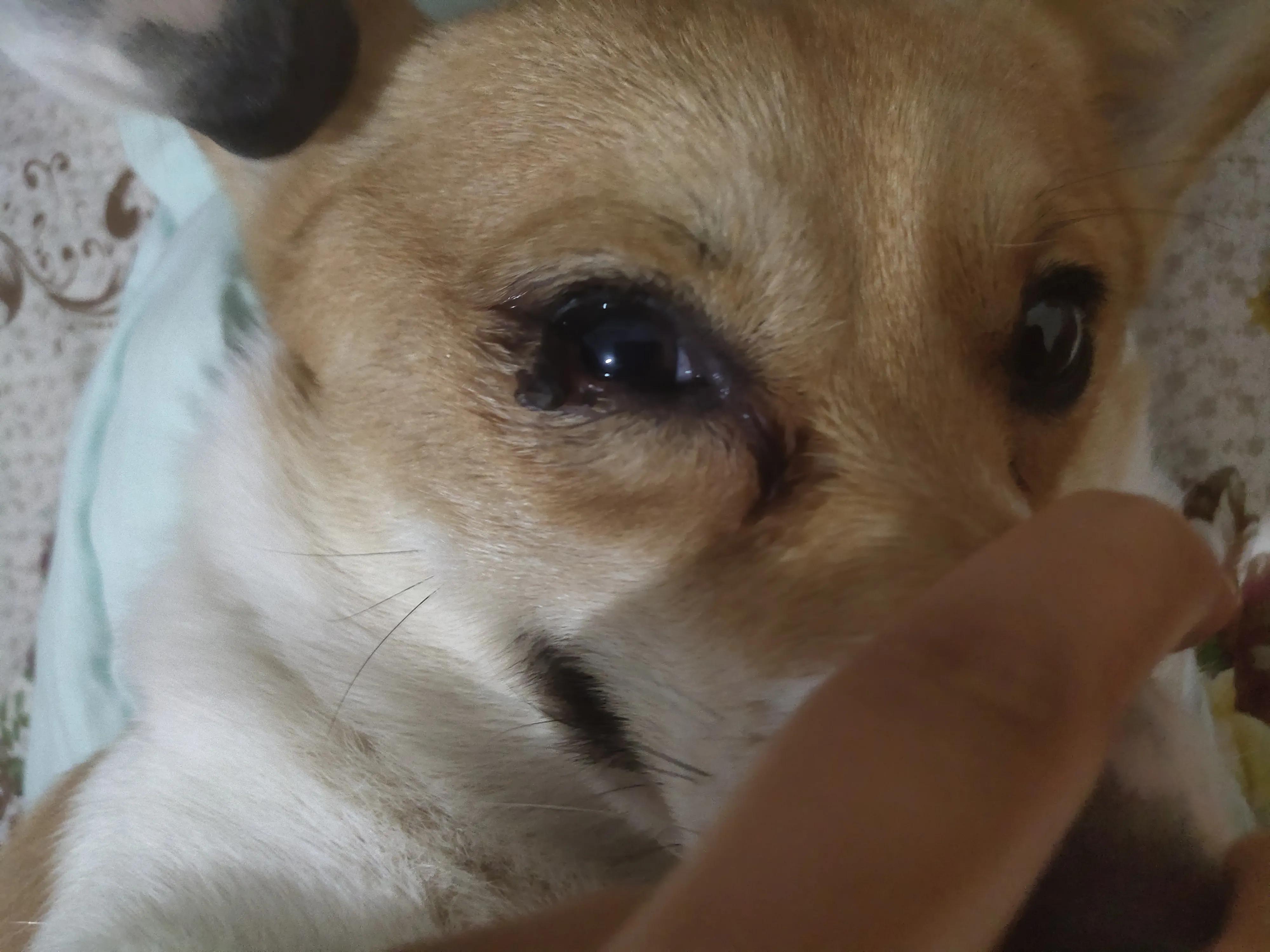 养狗狗一个月花销多少钱,养狗一个月的花销是多少