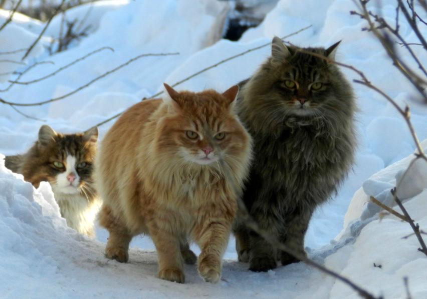 猫界智商最高的5种猫,盘点5种高智商猫咪