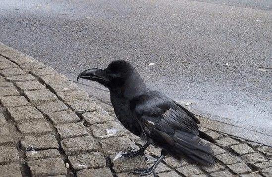 鬼子的“国鸟”