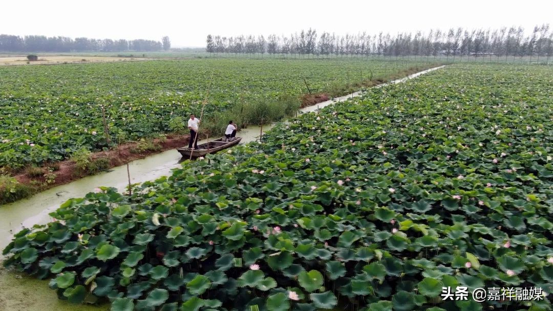 “藕”“虾”混养“钱”景好强村富民促振兴