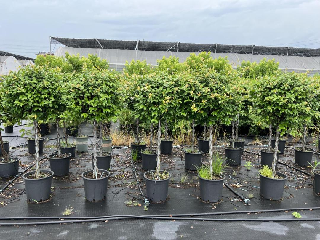 农产品网络电商怎么销售,园艺电商怎么做好销售的