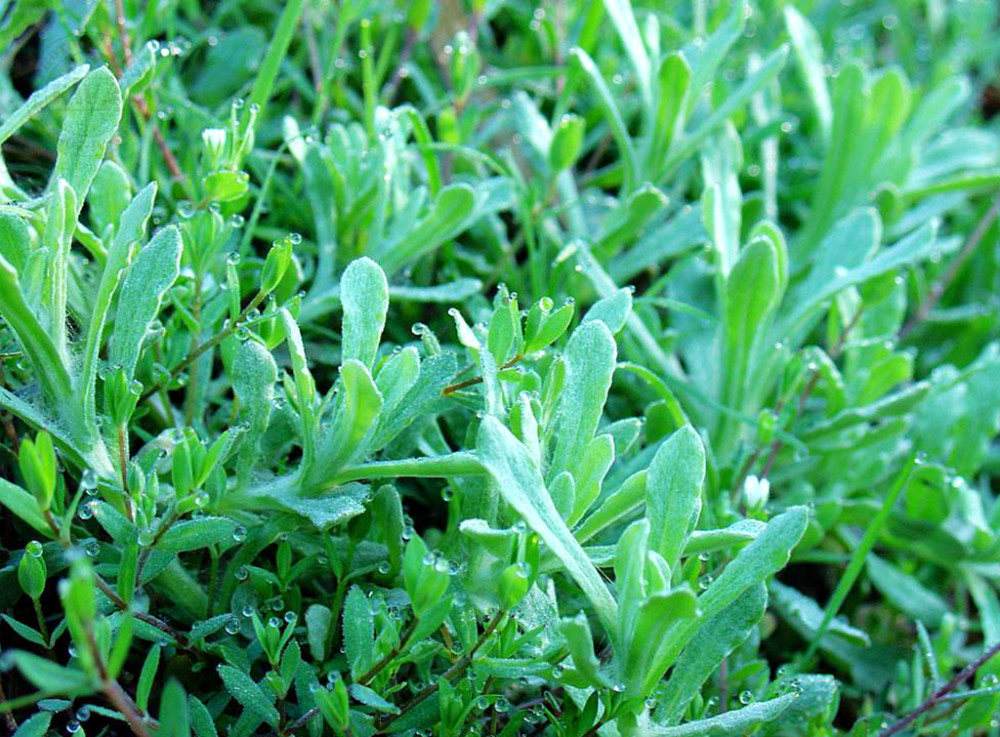 可以吃的野菜有哪几种常见野菜,爱吃野菜的人有福了