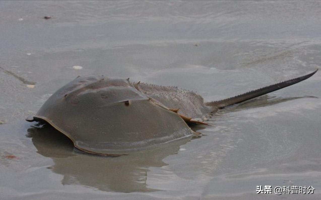 4亿岁生物被疯狂抽血,4亿多年蓝色血液引人类陷入绝境
