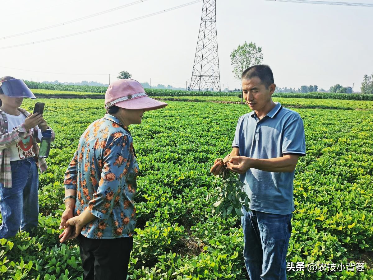 农作物缺钙补充什么肥料,为什么钙肥补了问题还是很多
