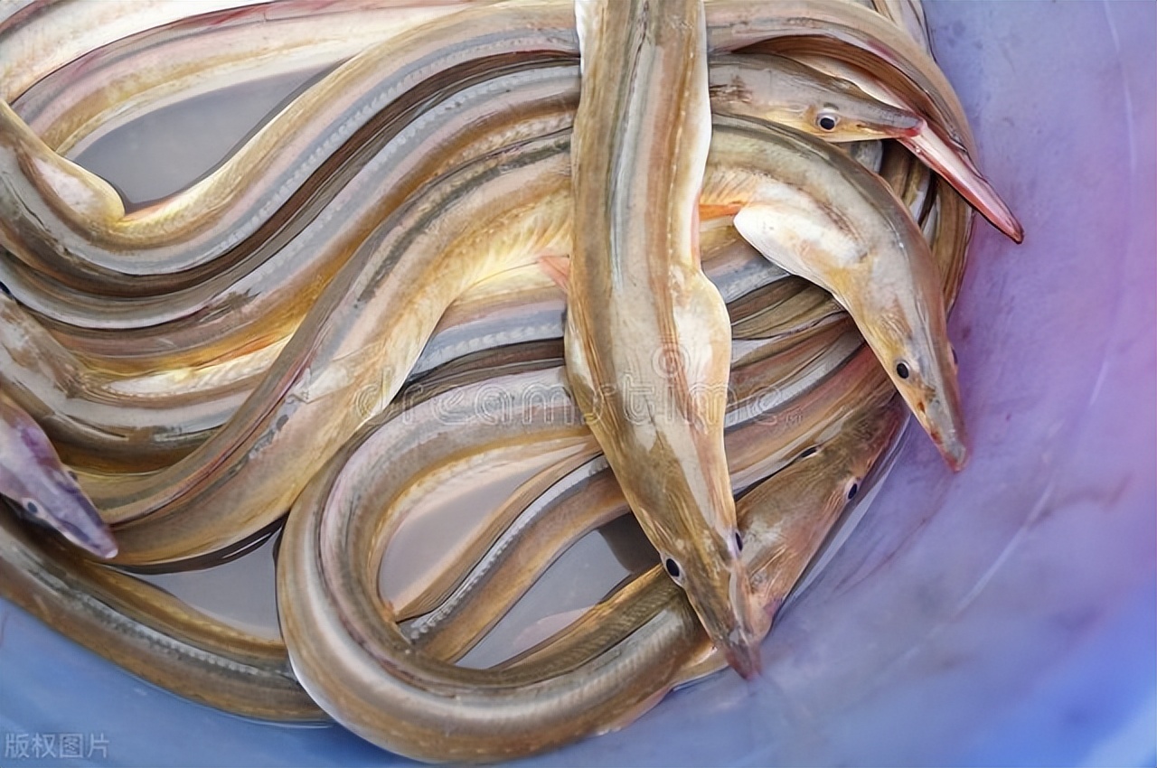 中国哪些地区把蛇叫长虫,蛇为什么叫大虫