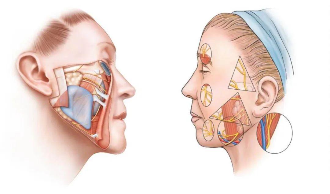 健康科普丨寒冬袭来，小心“面瘫”随行