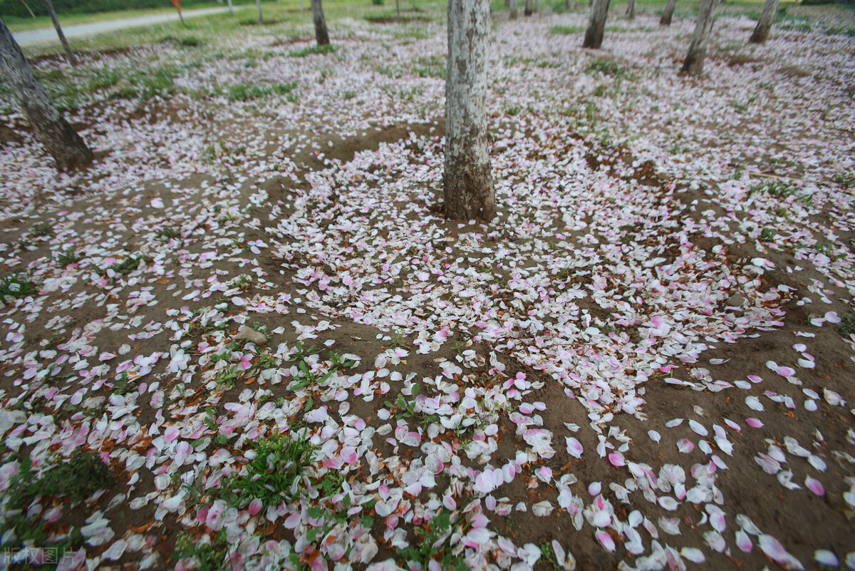 千百年传诵：一首描写春天自然风景的诗，行云流水样平易自然