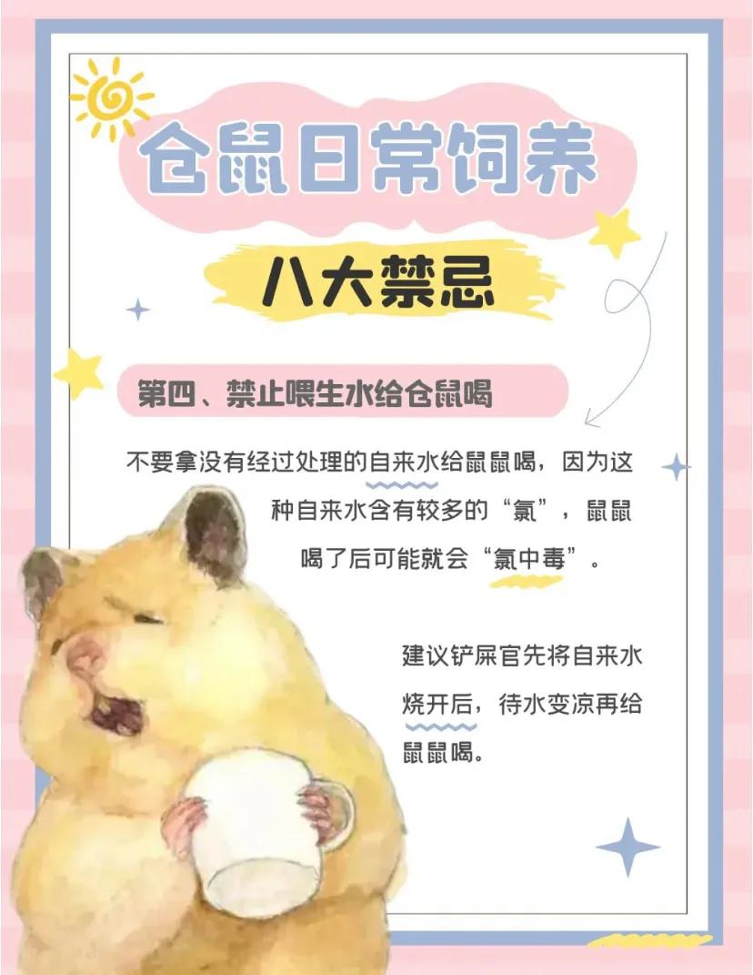 仓鼠的十大禁忌,仓鼠的八大禁忌