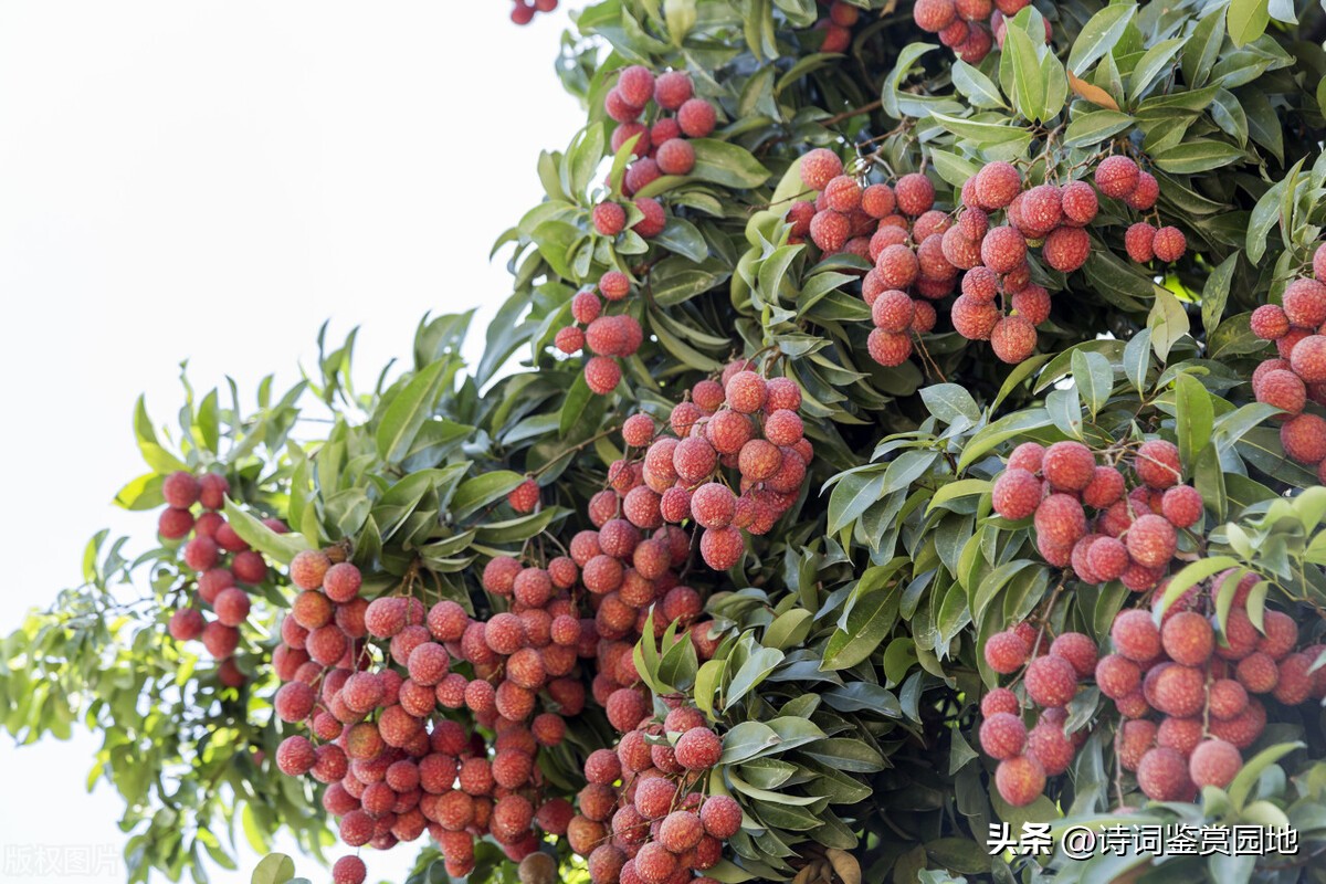 喜迎二十大农民丰收节诗词征稿,写农民丰收节的诗