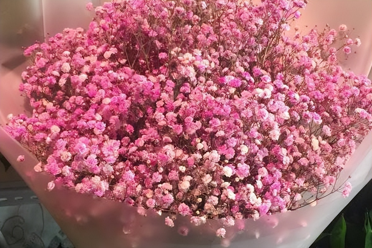 100种常见花花语及图片,各个花的花语大全及图片