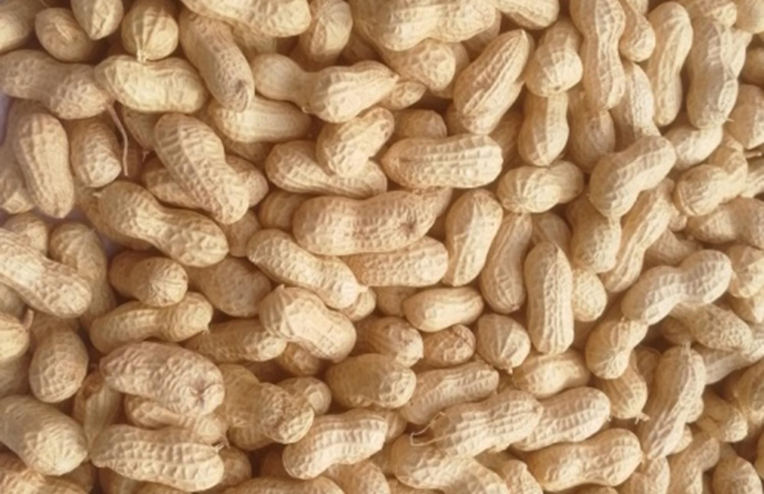 河南善堂镇——以花生为主导产业的乡镇