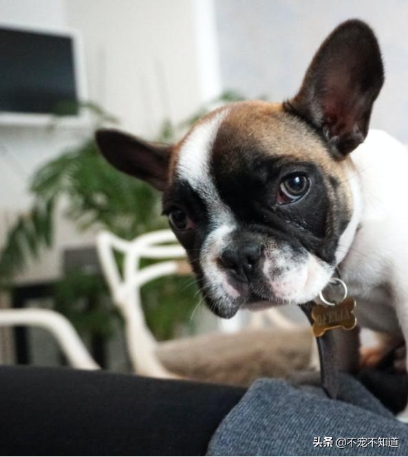 疫情狗狗在家不撒尿,疫情狗狗不在家尿尿怎么办