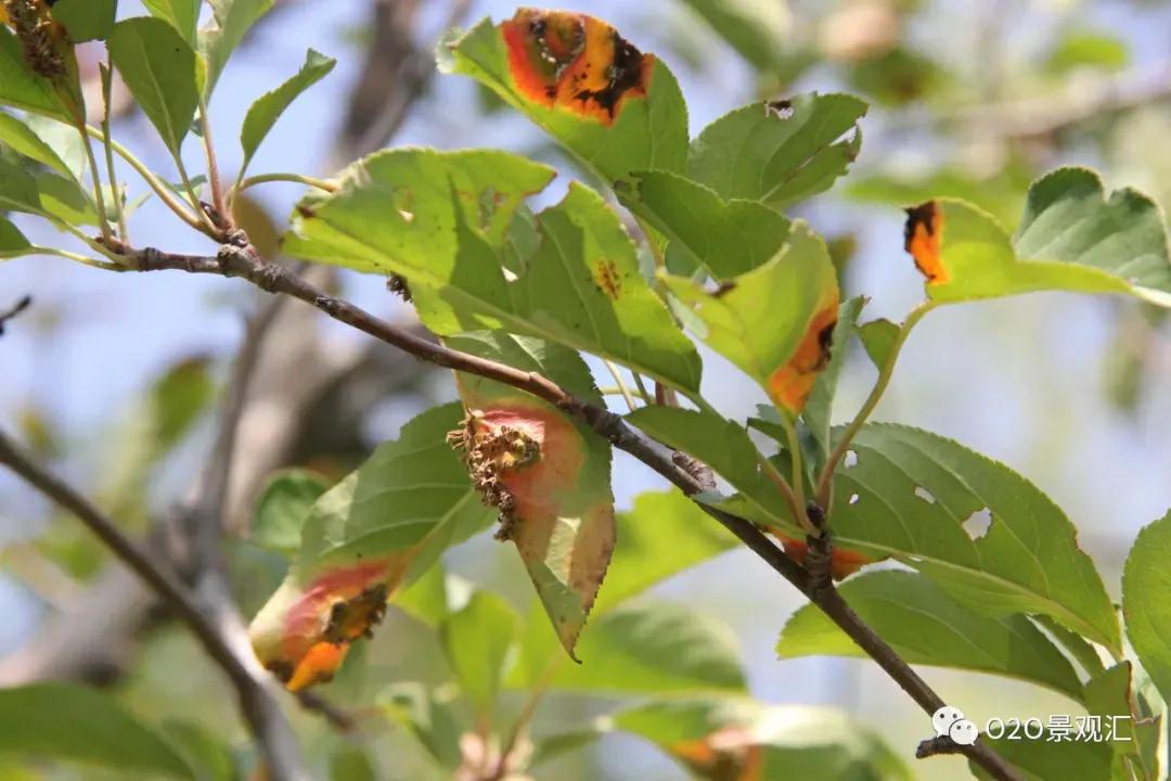 植物病害知识全解,春季植物病害防治方法