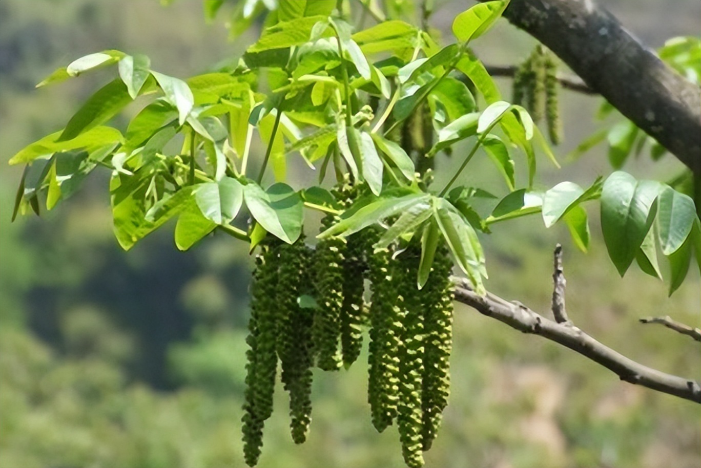 门前不栽树说法有什么讲究,五树进阳宅人穷家也败指哪五种树