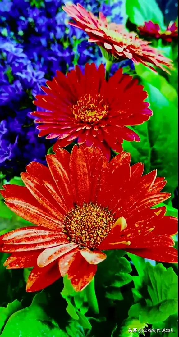 鸟语花香百花争艳让人陶醉,宁静祥和鸟语花香