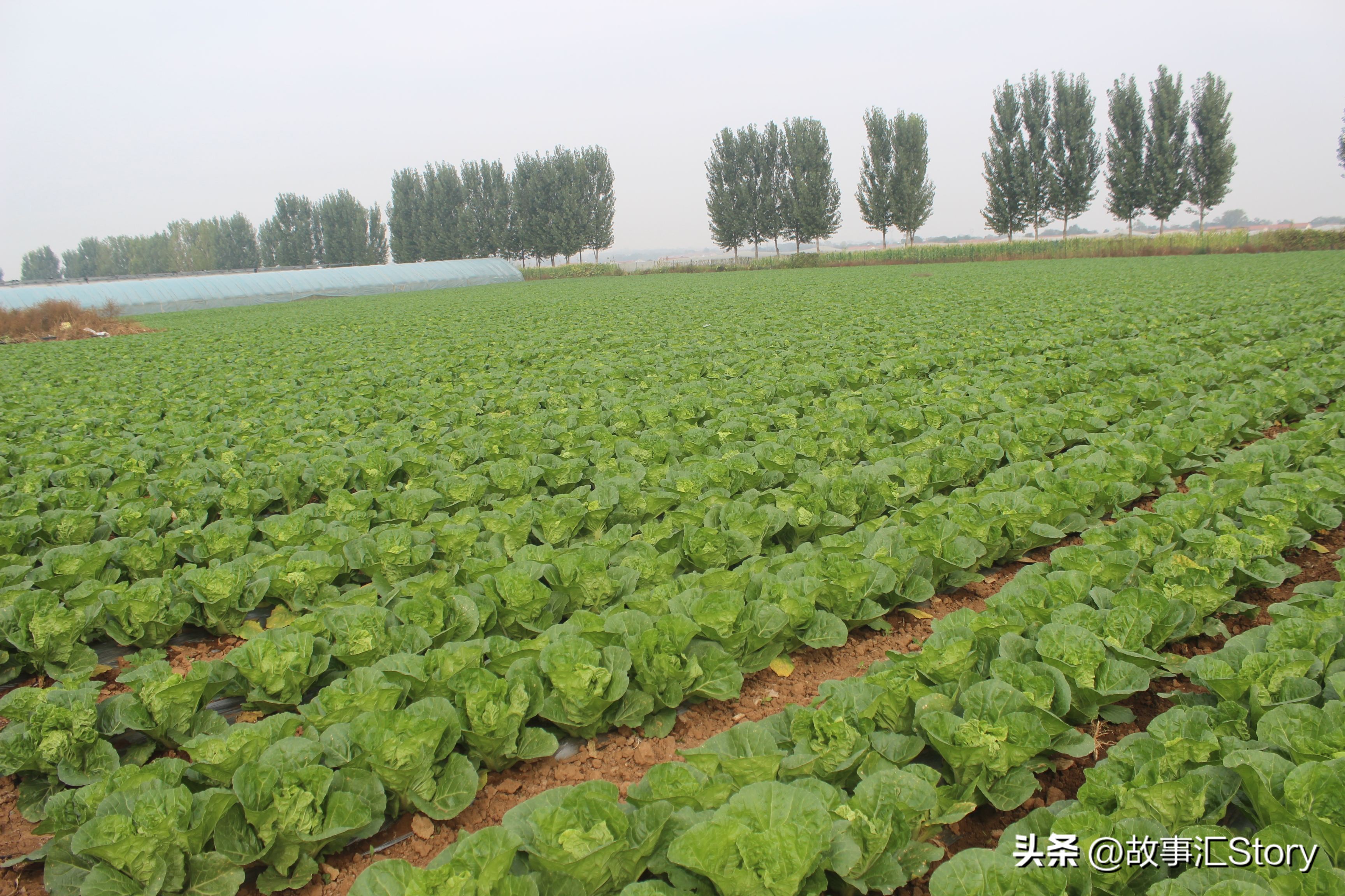 安徽夫妇在俄罗斯远东种菜,销售大白菜的时候被韩国人摆了一道