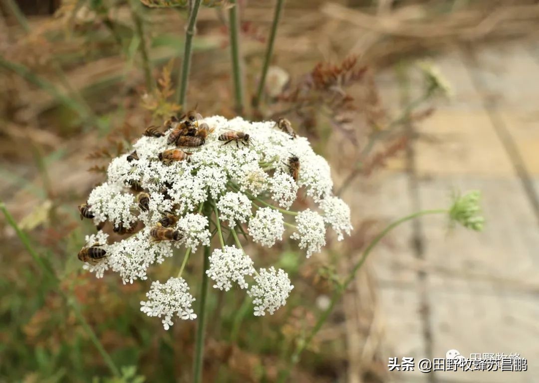 勤劳的小蜜蜂是怎么采蜜的,你见过蜜蜂采蜜的样子吗