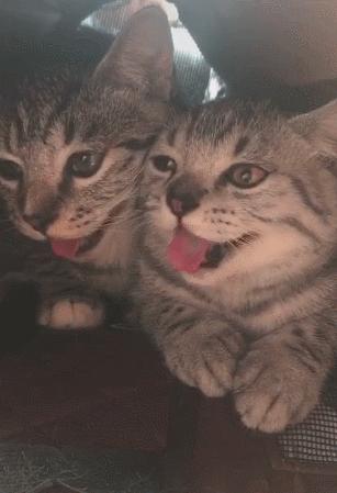 公猫和母猫是如何“交配”的？