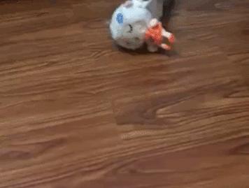 猫咪为啥叼着玩具嚎叫?谷歌569万搜索解密...