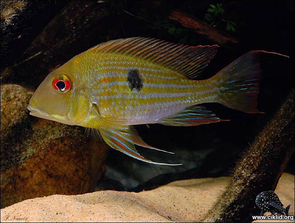 清洁鱼有什么用,冷清洁鱼有哪些