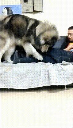 搞笑一刻:美女这波操作我还没见过,难道这样上车有什么说法?