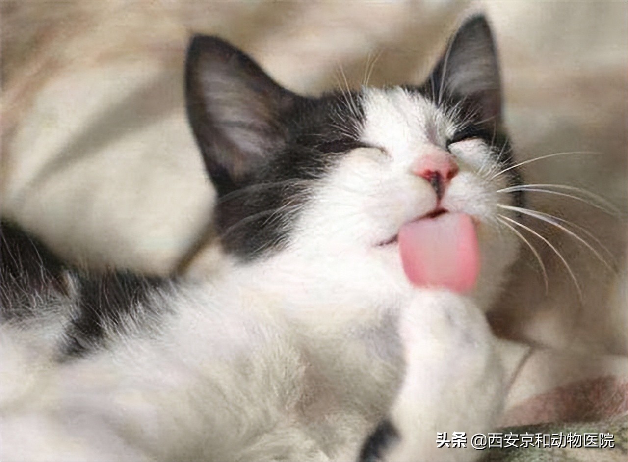 为什么主人摸哪里猫就舔哪里,猫咪被摸完为什么立马就舔毛